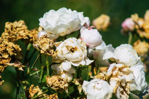 Fransa 'nın Reims kırsalında büyüyen güllerin yakınlaşması öğleden sonra