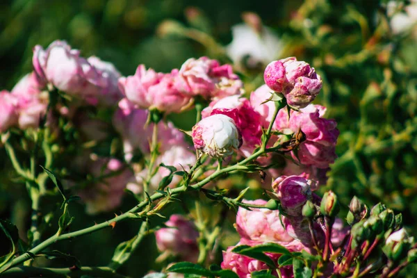 Fransa 'nın Reims kırsalında büyüyen güllerin yakınlaşması öğleden sonra