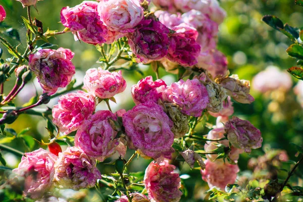 Fransa 'nın Reims kırsalında büyüyen güllerin yakınlaşması öğleden sonra