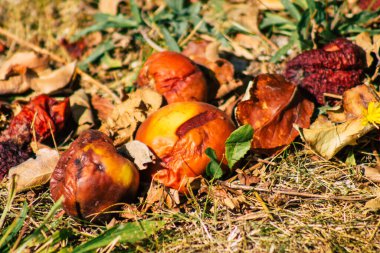 Sonbaharda Fransa 'nın kırsal kesimindeki ağaçtan yere düşen çürük elmalara yakın plan.
