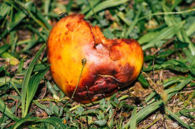 Sonbaharda Fransa 'nın kırsal kesimindeki ağaçtan yere düşen çürük elmalara yakın plan.