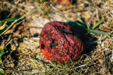 Sonbaharda Fransa 'nın kırsal kesimindeki ağaçtan yere düşen çürük elmalara yakın plan.
