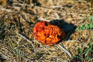 Sonbaharda Fransa 'nın kırsal kesimindeki ağaçtan yere düşen çürük elmalara yakın plan.