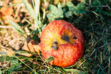 Sonbaharda Fransa 'nın kırsal kesimindeki ağaçtan yere düşen çürük elmalara yakın plan.