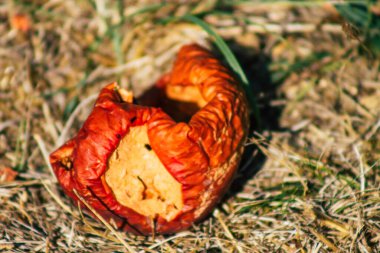 Sonbaharda Fransa 'nın kırsal kesimindeki ağaçtan yere düşen çürük elmalara yakın plan.