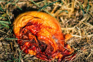 Sonbaharda Fransa 'nın kırsal kesimindeki ağaçtan yere düşen çürük elmalara yakın plan.