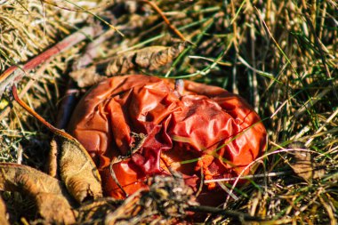 Sonbaharda Fransa 'nın kırsal kesimindeki ağaçtan yere düşen çürük elmalara yakın plan.