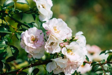 Fransa 'nın Reims kırsalında sonbaharda büyüyen güllerin yakınlaşması