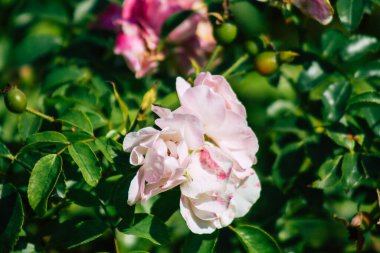 Fransa 'nın Reims kırsalında sonbaharda büyüyen güllerin yakınlaşması
