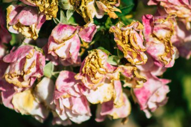 Fransa 'nın Reims kırsalında sonbaharda büyüyen güllerin yakınlaşması