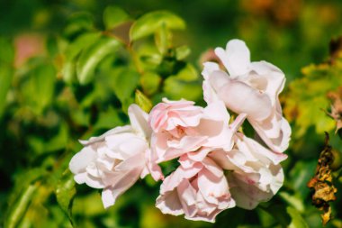 Fransa 'nın Reims kırsalında sonbaharda büyüyen güllerin yakınlaşması
