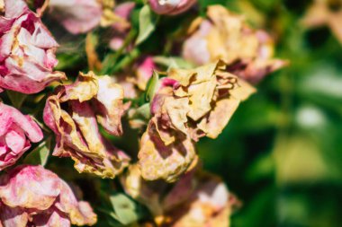 Fransa 'nın Reims kırsalında sonbaharda büyüyen güllerin yakınlaşması