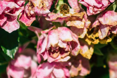 Fransa 'nın Reims kırsalında sonbaharda büyüyen güllerin yakınlaşması