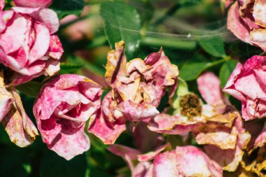 Fransa 'nın Reims kırsalında sonbaharda büyüyen güllerin yakınlaşması