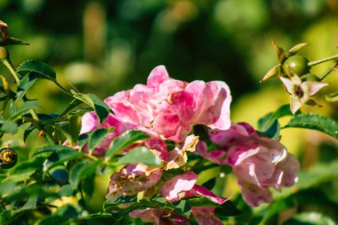 Fransa 'nın Reims kırsalında sonbaharda büyüyen güllerin yakınlaşması