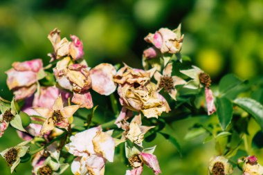 Fransa 'nın Reims kırsalında sonbaharda büyüyen güllerin yakınlaşması