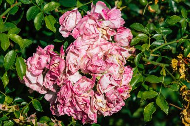 Fransa 'nın Reims kırsalında sonbaharda büyüyen güllerin yakınlaşması