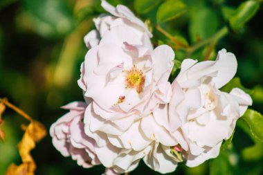 Fransa 'nın Reims kırsalında sonbaharda büyüyen güllerin yakınlaşması