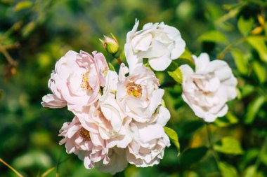 Fransa 'nın Reims kırsalında sonbaharda büyüyen güllerin yakınlaşması