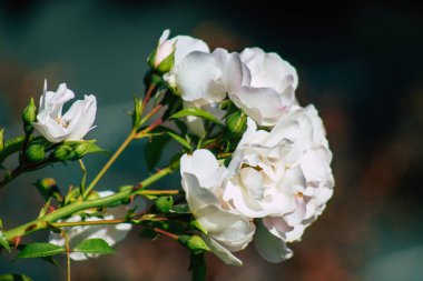 Fransa 'nın Reims kırsalında sonbaharda büyüyen güllerin yakınlaşması