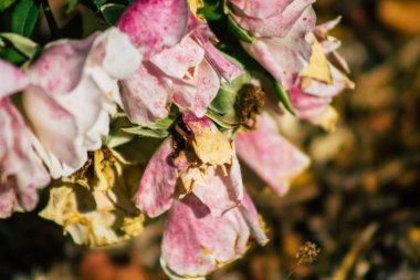Fransa 'nın Reims kırsalında sonbaharda büyüyen güllerin yakınlaşması