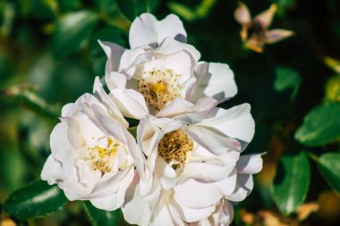 Fransa 'nın Reims kırsalında sonbaharda büyüyen güllerin yakınlaşması