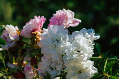 Fransa 'nın Reims kırsalında sonbaharda büyüyen güllerin yakınlaşması