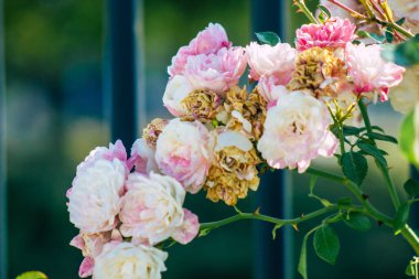 Fransa 'nın Reims kırsalında sonbaharda büyüyen güllerin yakınlaşması