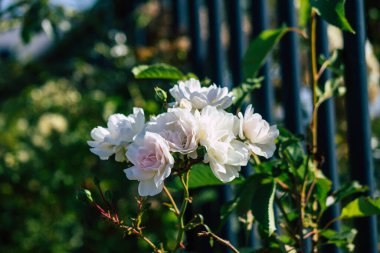 Fransa 'nın Reims kırsalında sonbaharda büyüyen güllerin yakınlaşması