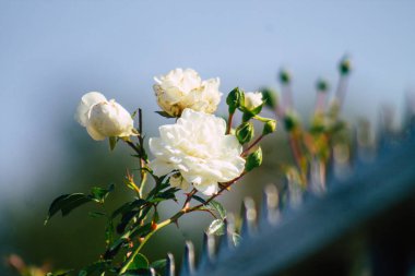 Fransa 'nın Reims kırsalında sonbaharda büyüyen güllerin yakınlaşması