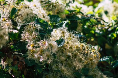 Sonbaharda Fransa 'nın kırsalında büyüyen yabani bitkilerin yakınlaşması
