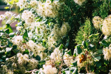 Sonbaharda Fransa 'nın kırsalında büyüyen yabani bitkilerin yakınlaşması
