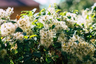 Sonbaharda Fransa 'nın kırsalında büyüyen yabani bitkilerin yakınlaşması