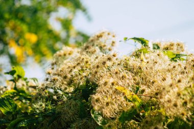 Sonbaharda Fransa 'nın kırsalında büyüyen yabani bitkilerin yakınlaşması
