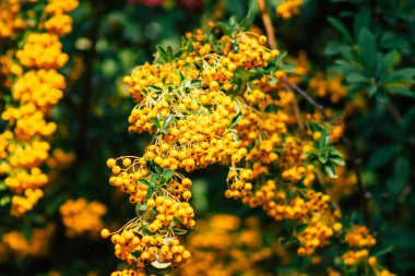 Sonbaharda Fransa 'nın kırsalında büyüyen yabani bitkilerin yakınlaşması