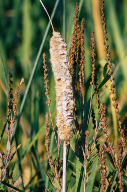 Sonbaharda Fransa 'nın kırsal kesimindeki bir gölette büyüyen yabani su bitkilerinin yakınlaşması