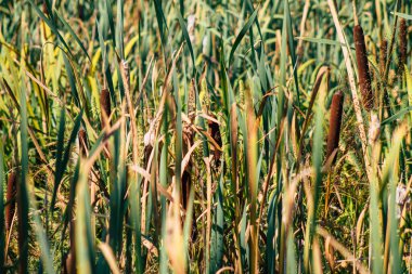 Sonbaharda Fransa 'nın kırsal kesimindeki bir gölette büyüyen yabani su bitkilerinin yakınlaşması