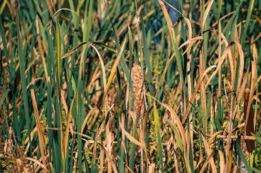 Sonbaharda Fransa 'nın kırsal kesimindeki bir gölette büyüyen yabani su bitkilerinin yakınlaşması