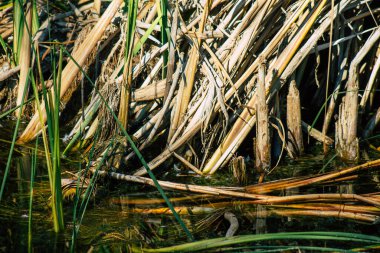 Sonbaharda Fransa 'nın kırsal kesimindeki bir gölette büyüyen yabani su bitkilerinin yakınlaşması