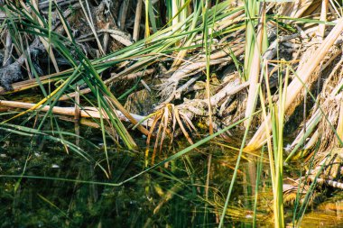 Sonbaharda Fransa 'nın kırsal kesimindeki bir gölette büyüyen yabani su bitkilerinin yakınlaşması