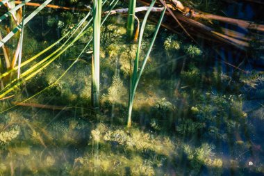 Sonbaharda Fransa 'nın kırsal kesimindeki bir gölette büyüyen yabani su bitkilerinin yakınlaşması