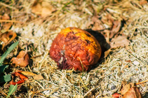 Sonbaharda Fransa Nın Kırsal Kesimindeki Ağaçtan Yere Düşen Çürük Elmalara — Stok fotoğraf