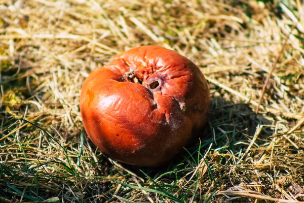 Sonbaharda Fransa Nın Kırsal Kesimindeki Ağaçtan Yere Düşen Çürük Elmalara — Stok fotoğraf