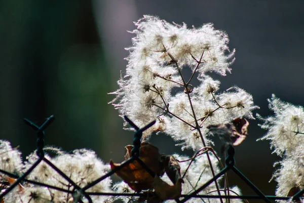 Großaufnahme Von Wildpflanzen Die Herbst Auf Dem Land Frankreich Wachsen — Stockfoto