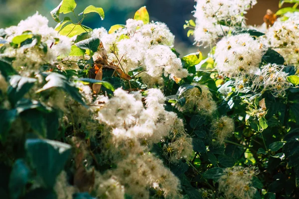 Closeup Wild Plants Growing French Countryside Autumn — Stock Photo, Image