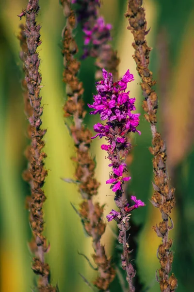 Sluitingen Van Wilde Waterplanten Groeien Een Vijver Het Franse Platteland — Stockfoto