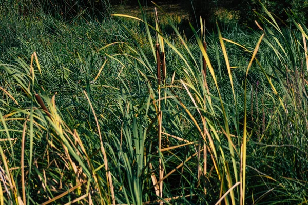 Primer Plano Las Plantas Agua Silvestre Que Crecen Estanque Campo —  Fotos de Stock