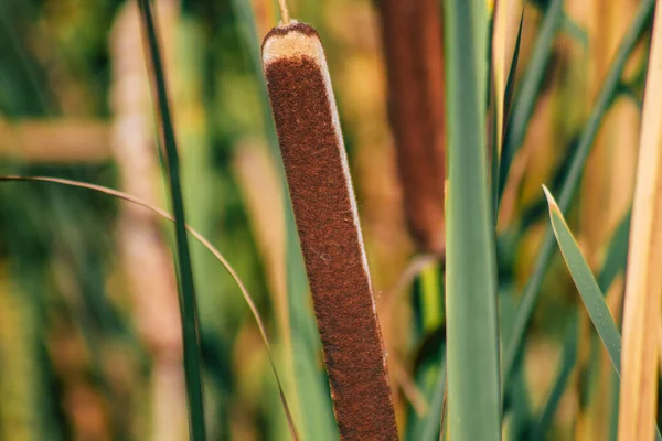 Großaufnahme Von Wildwasserpflanzen Die Herbst Einem Teich Der Französischen Landschaft — Stockfoto