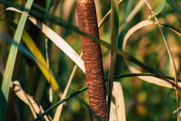 秋にフランスの田舎の池で育つ野生の水生植物の閉鎖 — ストック写真