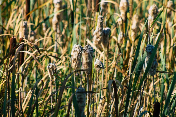 Primer Plano Las Plantas Agua Silvestre Que Crecen Estanque Campo —  Fotos de Stock